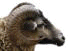 RAM